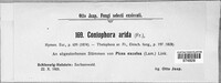 Coniophora arida image